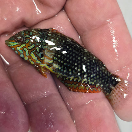 Macropharyngodon ornatus