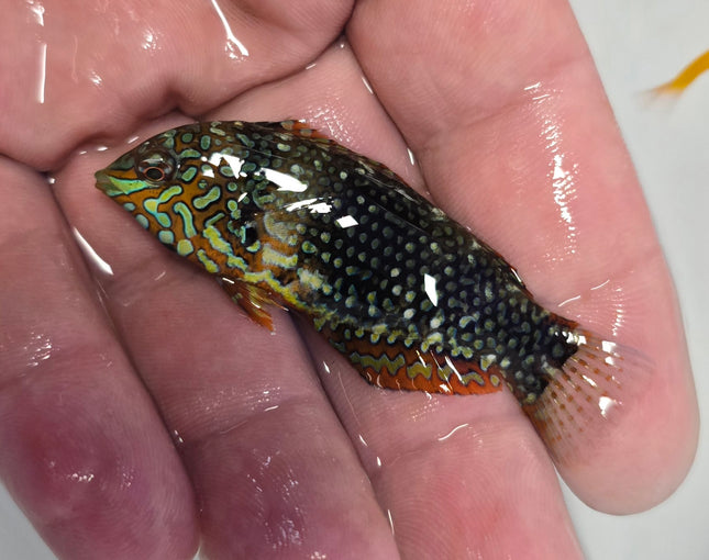 Macropharyngodon ornatus