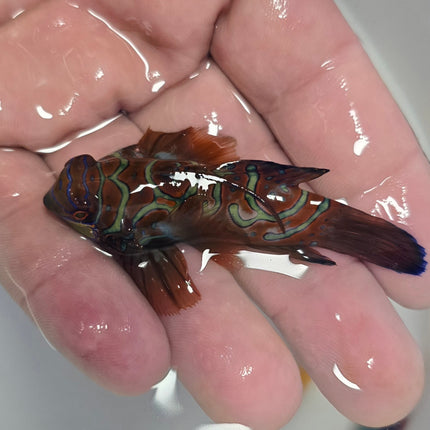 Synchiropus splendidus XXL