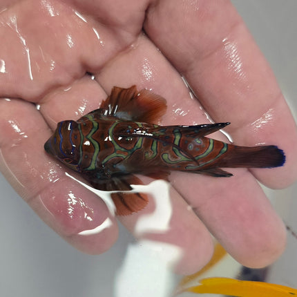 Synchiropus splendidus XXL