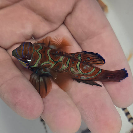 Synchiropus splendidus XXL