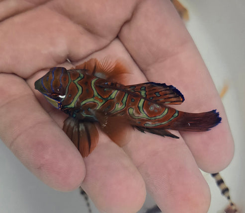 Synchiropus splendidus XXL