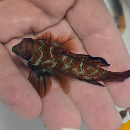 Synchiropus splendidus XXL