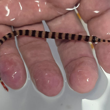 Dunckerocampus dactyliophorus L