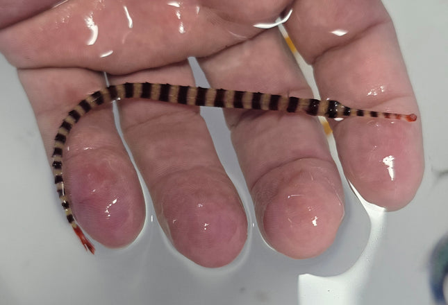 Dunckerocampus dactyliophorus L