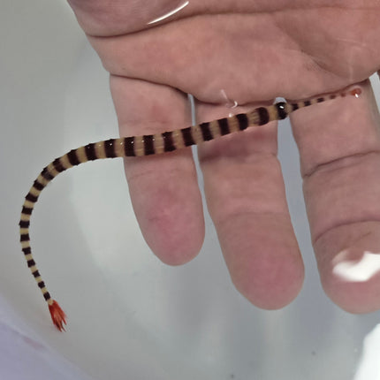 Dunckerrocampus dactyliophoras L