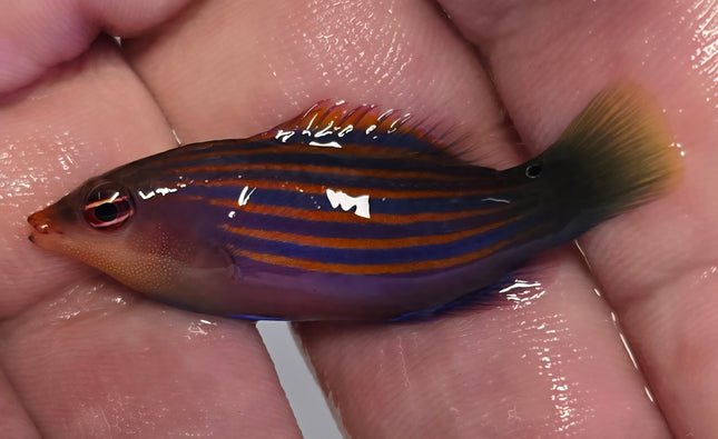 Pseudocheilinus hexantaenia