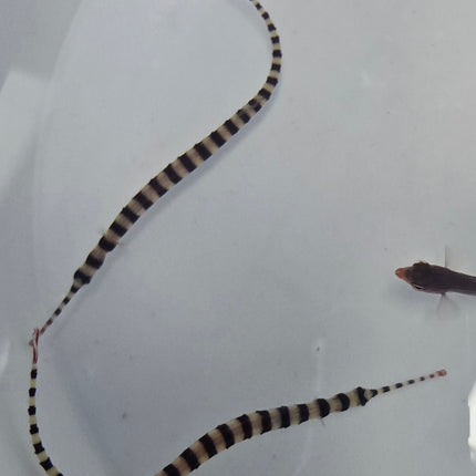 Dunckerrocampus dactyliophoras L