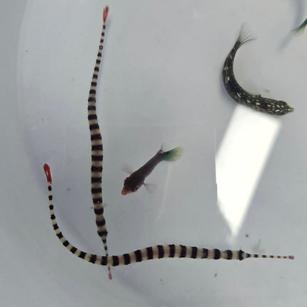 Dunckerrocampus dactyliophoras L