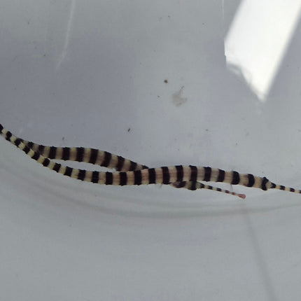 Dunckerrocampus dactyliophoras L