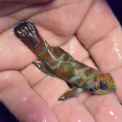 Synchiropus splendidus XXL