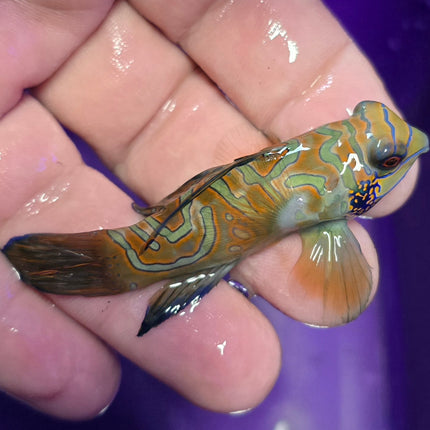 Synchiropus splendidus XXL