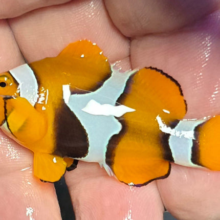 Amphiprion percula L -Wild