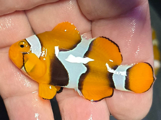 Amphiprion percula L -Wild