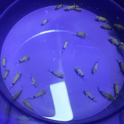 Chromis retrofasciata