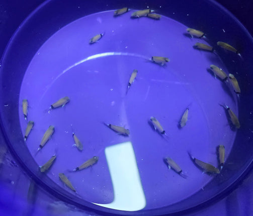 Chromis retrofasciata