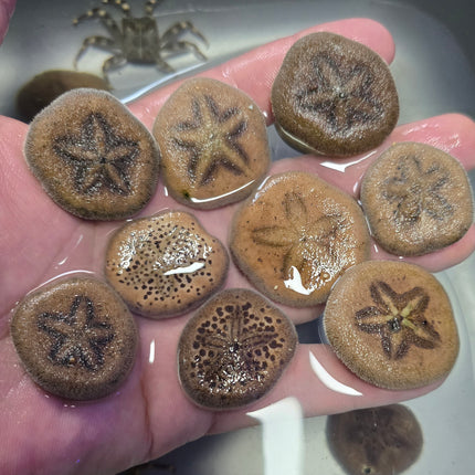 Clypeaster oshimensis