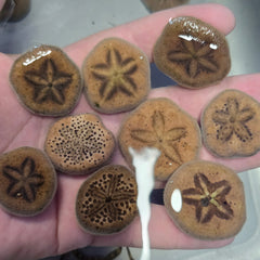 Collection image for: Urchins
