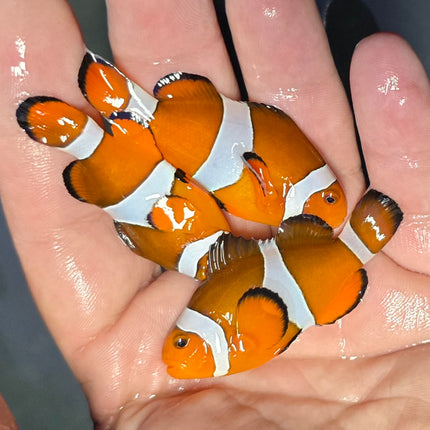Amphiprion occelaris  L- Wild