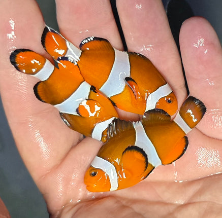 Amphiprion occelaris  L- Wild