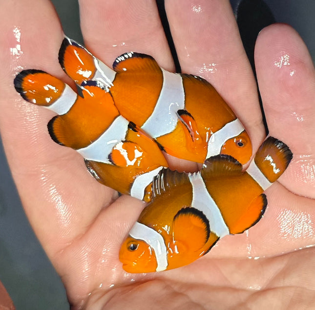 Amphiprion occelaris  L- Wild