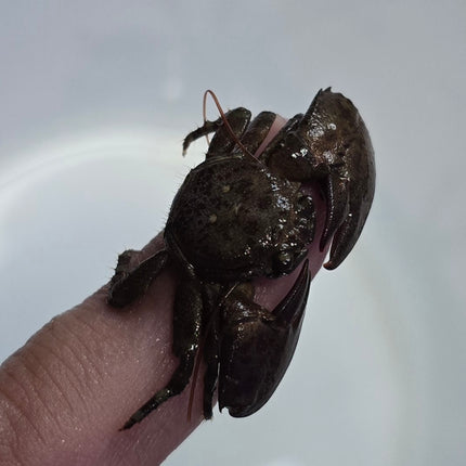 Petrolisthes sp. Purple claw porcelain crab