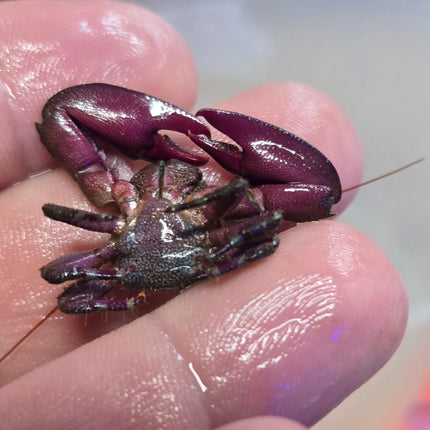 Petrolisthes sp. Purple claw porcelain crab