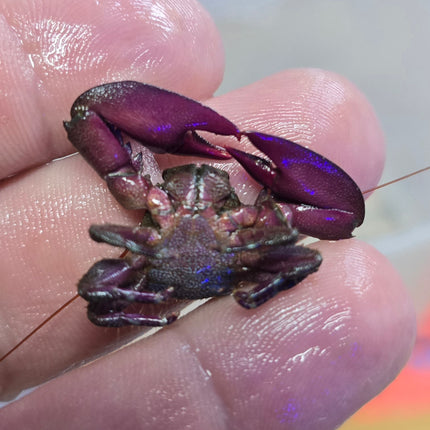 Petrolisthes sp. Purple claw porcelain crab