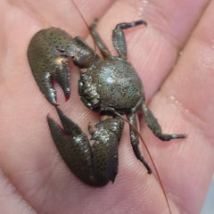 Collection image for: Crabs