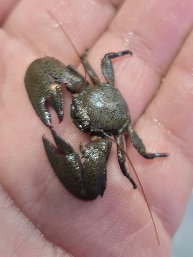 Petrolisthes sp. Purple claw porcelain crab