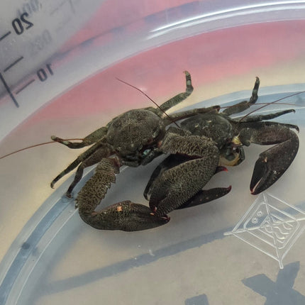 Petrolisthes sp. Purple claw porcelain crab
