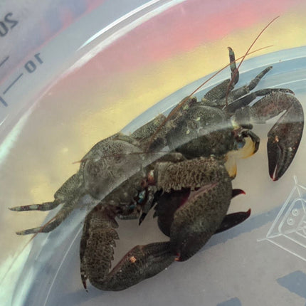 Petrolisthes sp. Purple claw porcelain crab