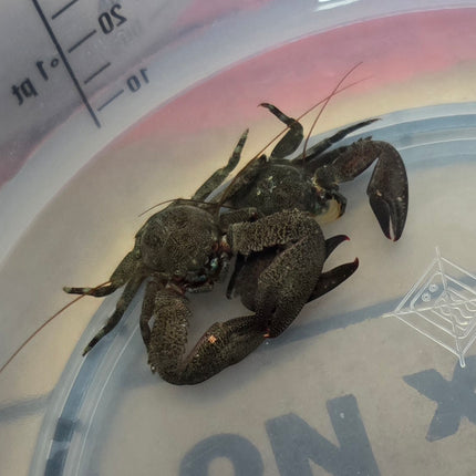 Petrolisthes sp. Purple claw porcelain crab