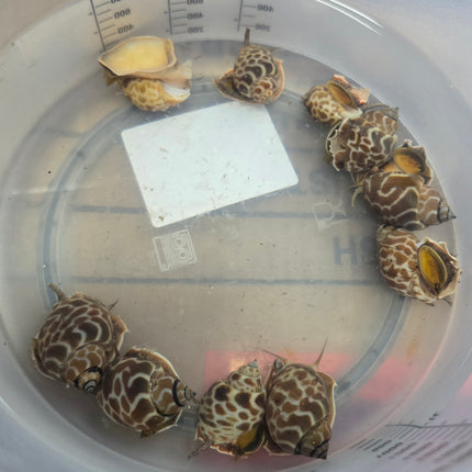 Babylonia Lutosa