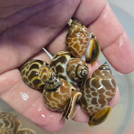 Babylonia Lutosa