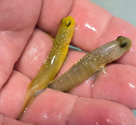 Cryptocentrus cinctus