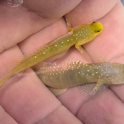 Cryptocentrus cinctus