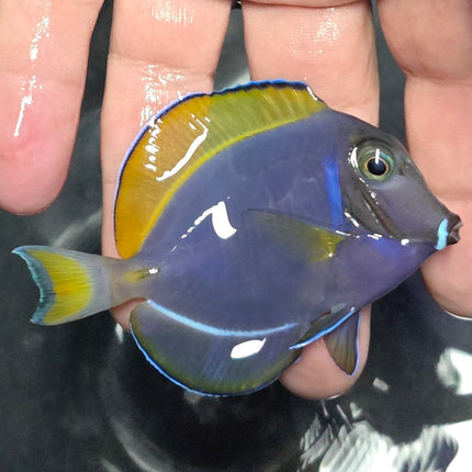 Acanthurus leucosternon M/L