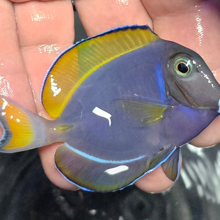 Acanthurus leucosternon M/L