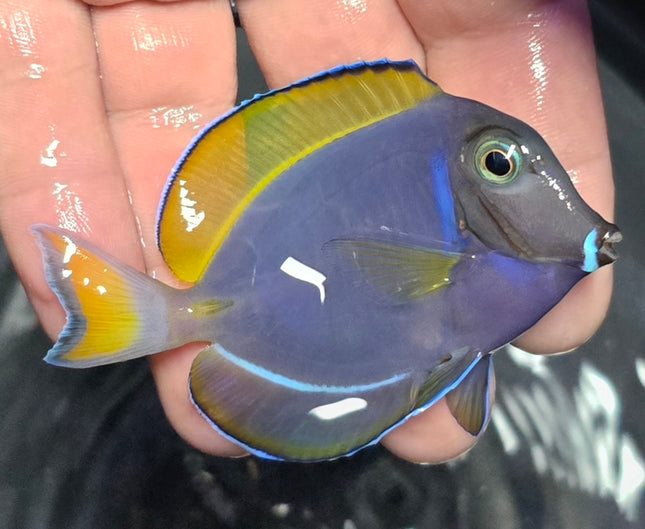 Acanthurus leucosternon M/L