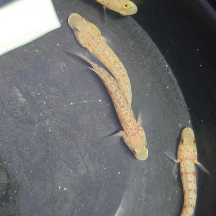 Valenciennea puellaris Pair L