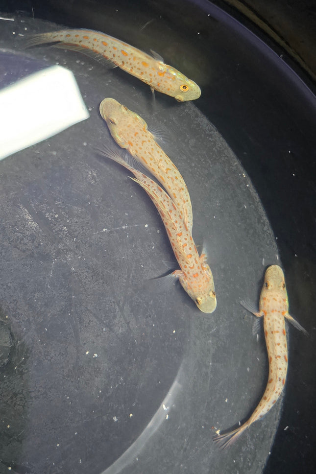 Valenciennea puellaris Pair L