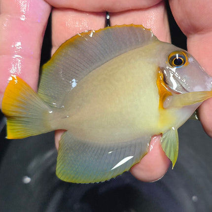 Acanthurus pyroferus M/L
