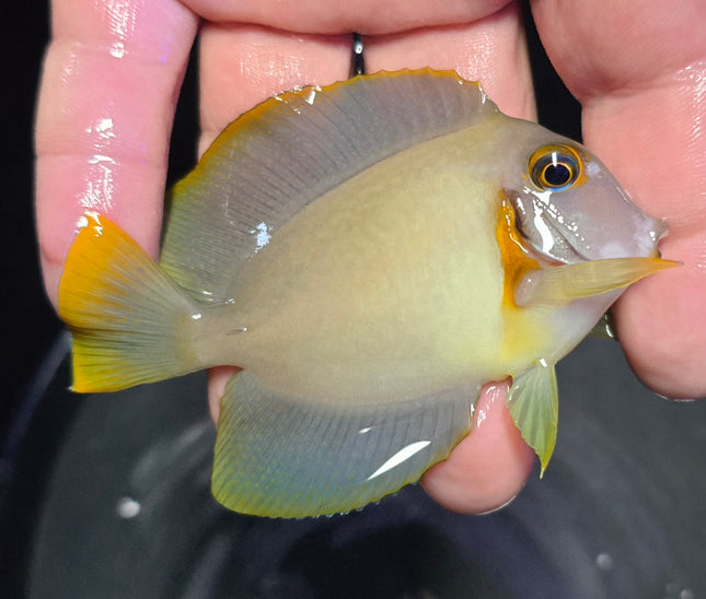 Acanthurus pyroferus M/L