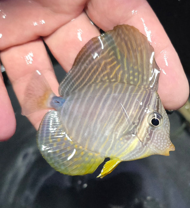 Zebrasoma desjardinii M