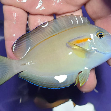 Acanthurus olivaceus M/L
