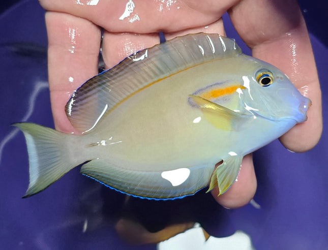 Acanthurus olivaceus M/L