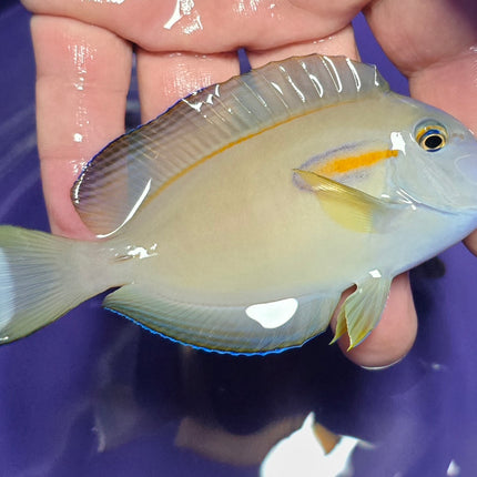 Acanthurus olivaceus M/L
