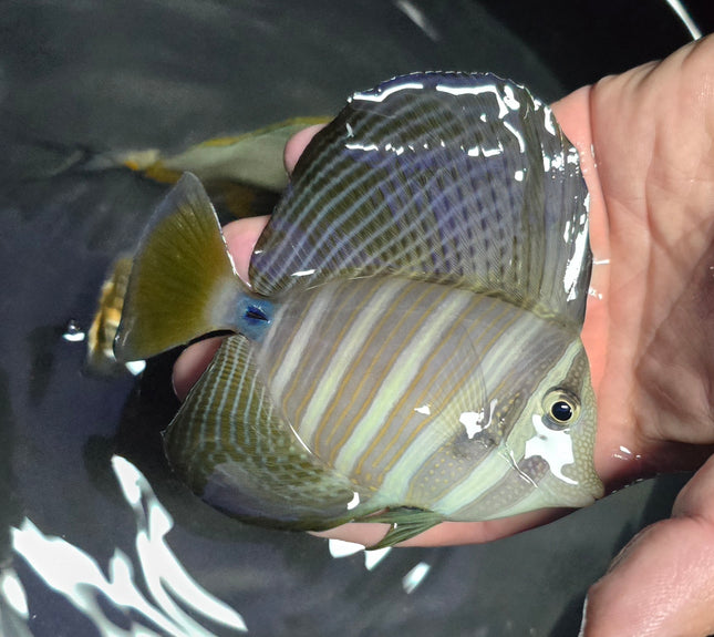 Zebrasoma veliferum XL
