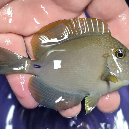 Acanthurus maculiceps M/L